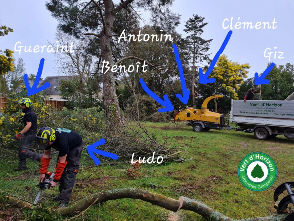elagage abattage arboriste grimpeur vert d horizon piriac guerande la baule mesquer la turballe 1