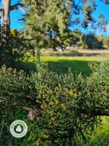 baie-vitre-vert-dhorizon-elagage-abattage-guerande-la-turballe-piriac-3