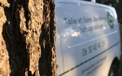 Taille sanitaire sous bois
