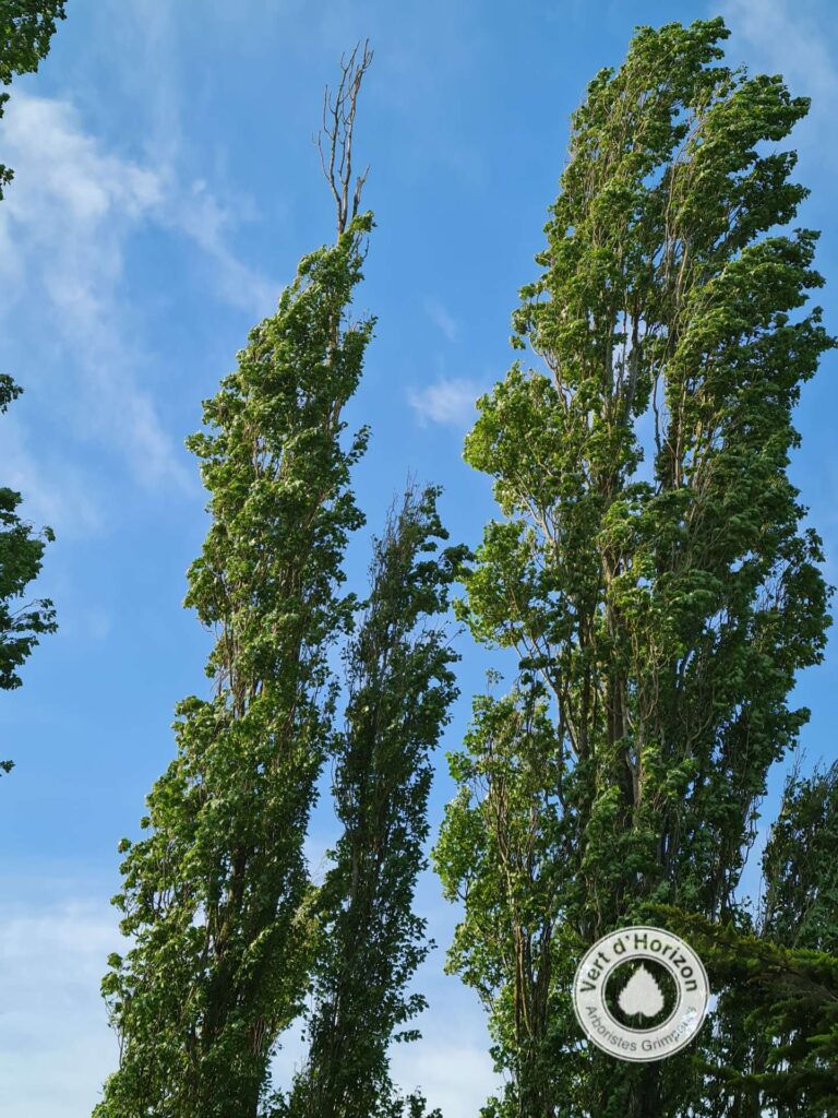 descente-de-cime-vert-dhorizon-elagage-abattage-guerande-la-baule
