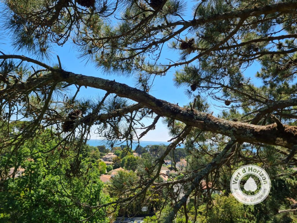 elagage-abattage-arboriste-grimpeur-vert-d-horizon-guerande-la-baule-la-turballe-pornic-5