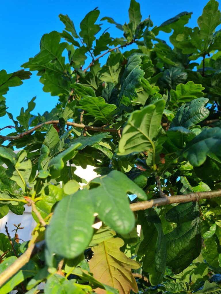 maladie-de-lencre-elagage-abattage-elagueur-piriac-mesquer-la-turballe-guerande-la-baule-le-croisic-pornichet-5