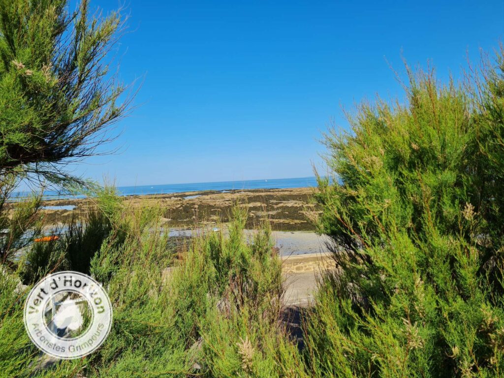 chataigner-arboriste-grimpeur-elagage-abattage-vert-d-horizon-guerande-piriac-3