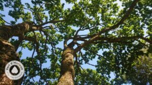 elagage-abattage-arboriste-grimpeur-guerande-piriac-la-turballe-mesquer-vert-d-horizon-3
