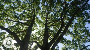 elagage-abattage-arboriste-grimpeur-guerande-piriac-la-turballe-mesquer-vert-d-horizon-4