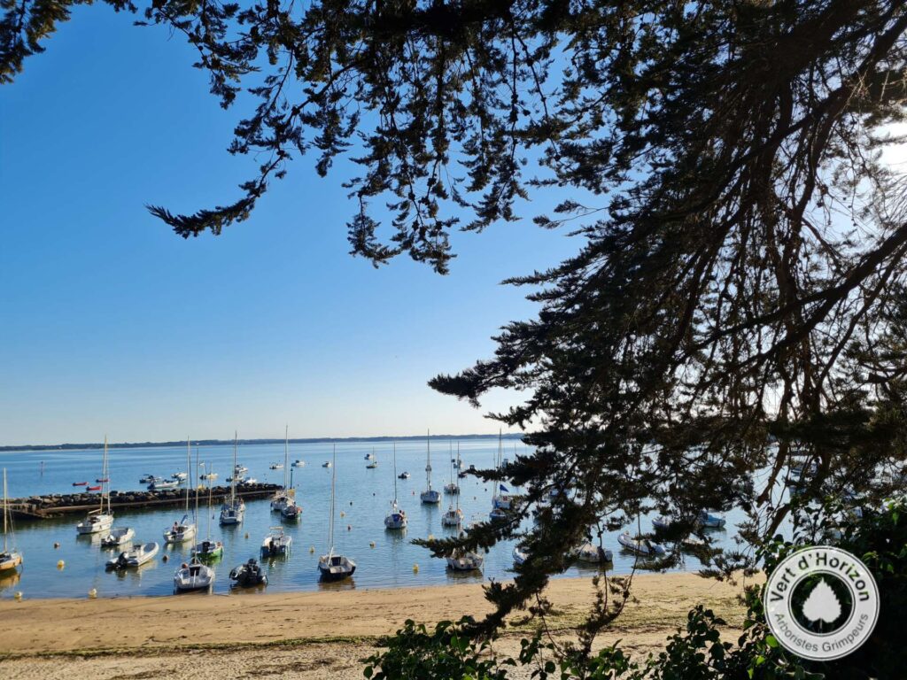 elagage-abattage-vert-dhorizon-piriac-mesquer-la-turballe-guerande