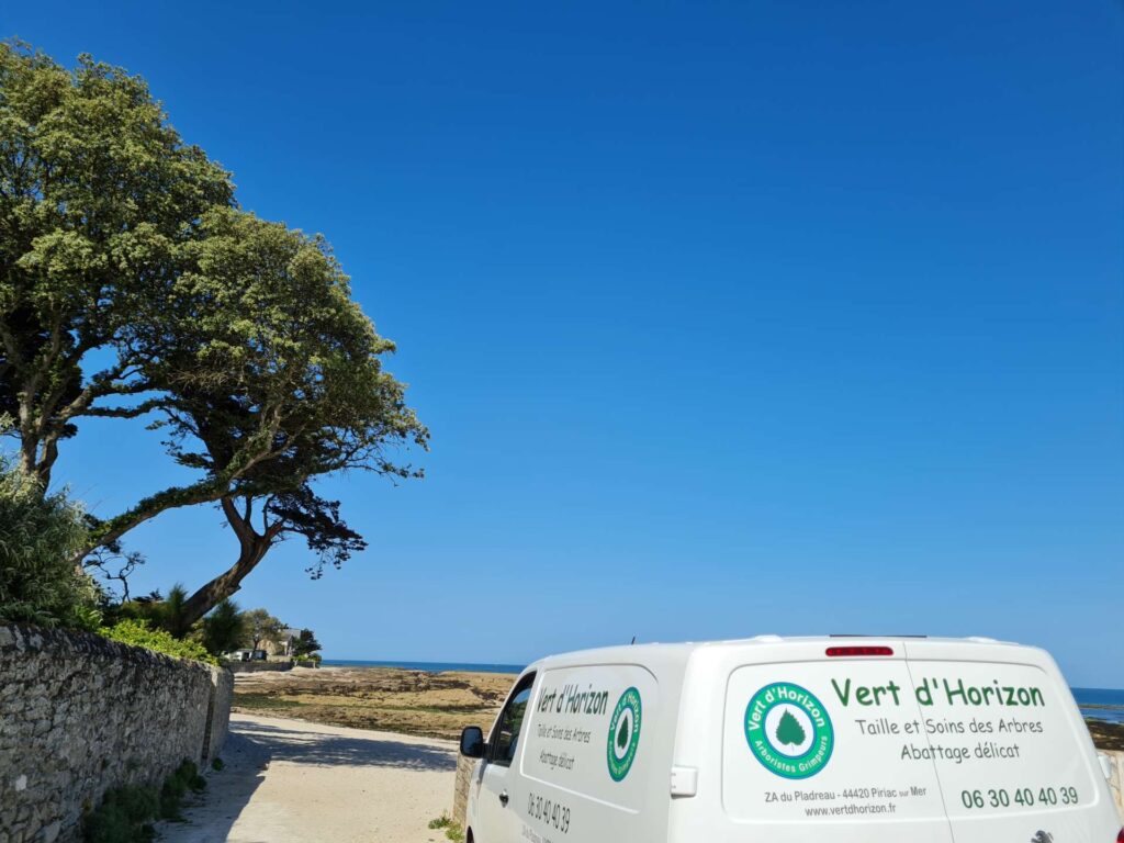 elagage-abattage-vert-dhorizon-priac-arboriste-grimpeur-guerande-4