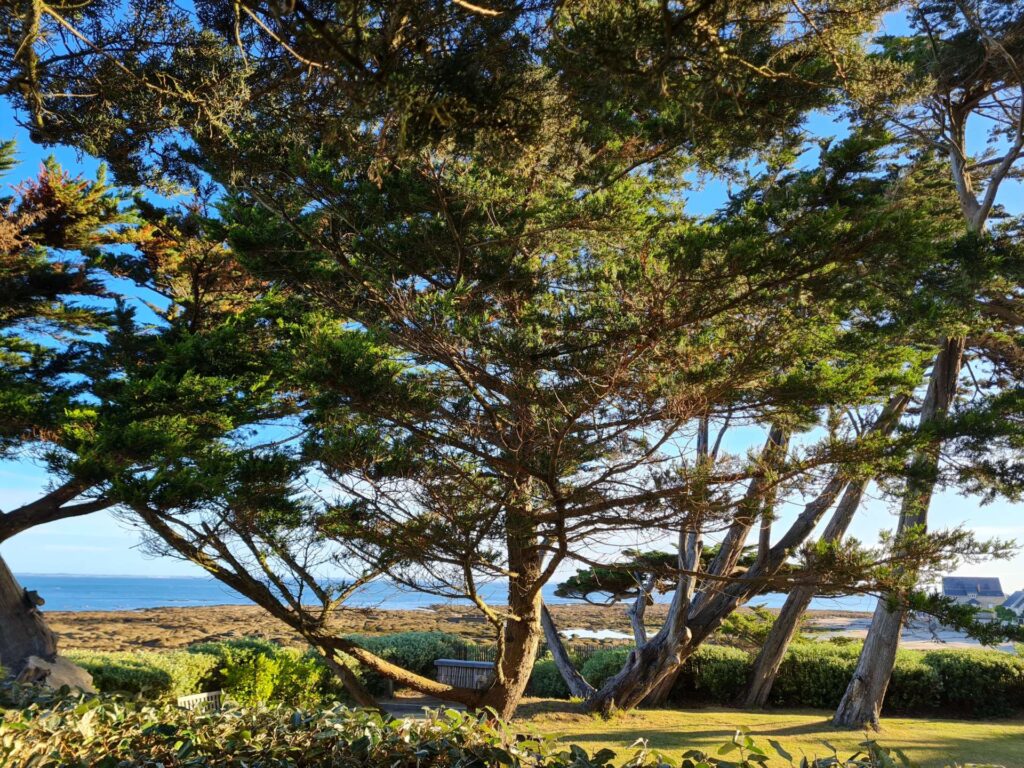 unite-architecturale-elagage-abatage-vert-d-horizon-guerande-la-turballe-piriac-pornichet-2