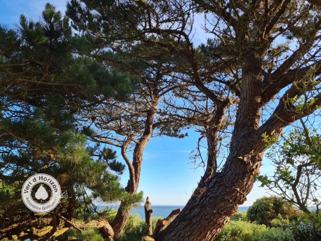 elagage-abattage-arboriste-grimpeur-guerande-la-turballe-mesquer-piriac-3