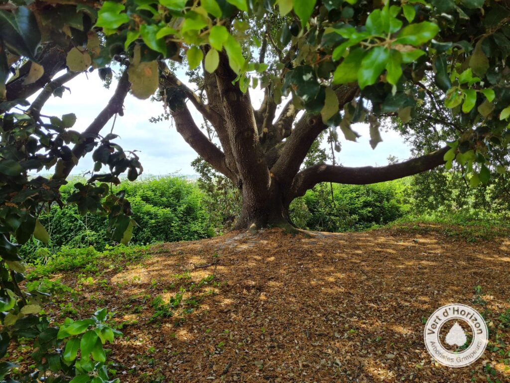 racine-arbre-elagage-abattage-vert-d-horizon-guerande-la-turballe-piriac-mesquer-le-pouliguen-la-baule-7