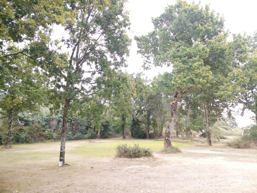 elagage-abattage-guerande-piriac-golf-de-mesquer2