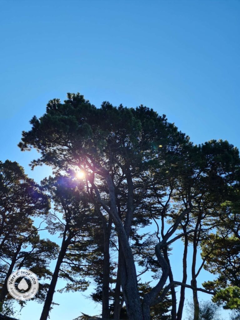 secheresse-elagage-abattage-guerande-la-turablle-mesquer-piriac-la-baule-le-croisic-vert-d-horizon-1
