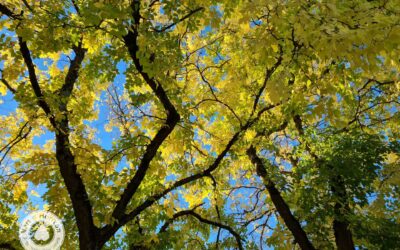 feuilles d’automne