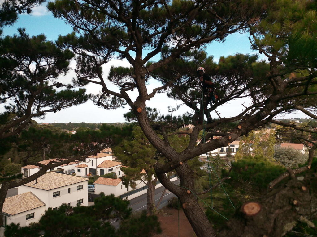 elagage-abattage-arboriste-grimpeur-guerande-pornic-piriac-la-turballe-mesquer-la-baule-pornichet-le-croisic-le-pouliguen-1