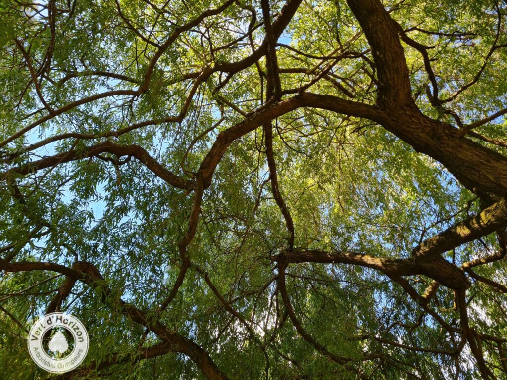 elagage-abattage-saule-pleureur-vert-dhorizon-piriac-la-baule-laturballe-mesquer-pornichet-le-croisic-le-pouliguen-guerande-5