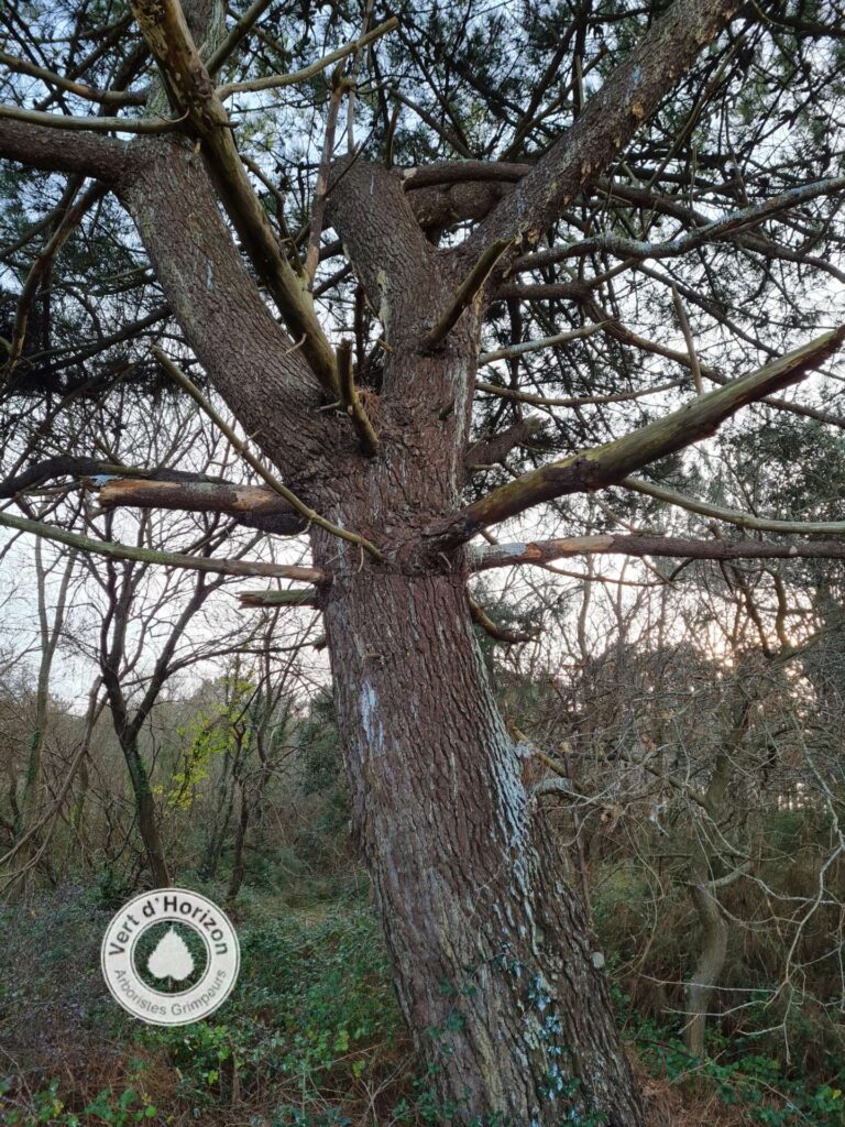 elagage-abattage-la-turballe-guerande-mesquer-piriac-la-baule-chancre-resineux-2