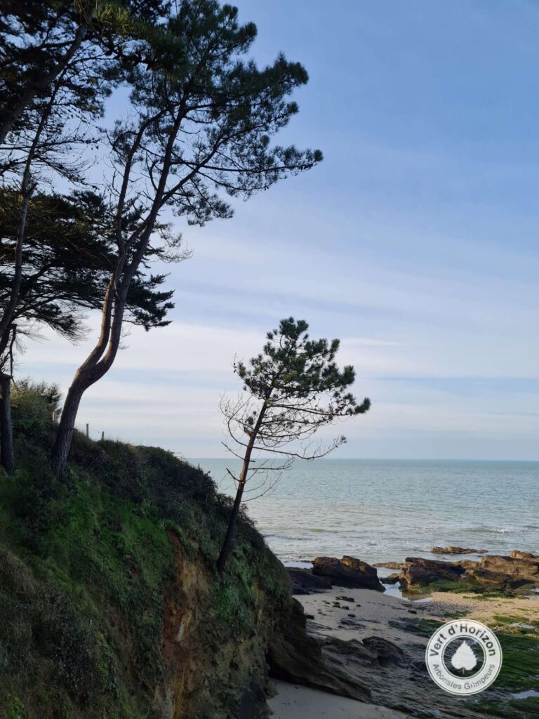 elagage-abattage-piriac-la-turballe-guerande-mesquer-la-baule-pornichet-le-croisic-le-pouliguen-saint-molf-penestin-2