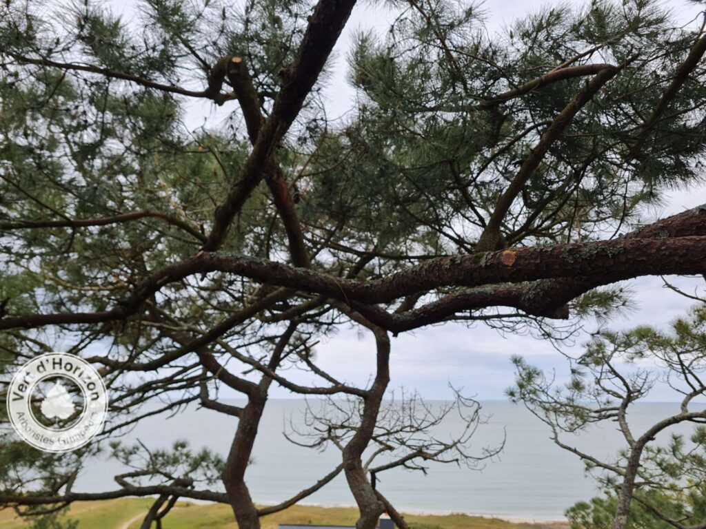 elagage-abattage-pyrale-du-pin-vert-dhorizon-guerande-la-baule-pornichet-le-pouliguen-piriac-mesquer-la-turballe-5