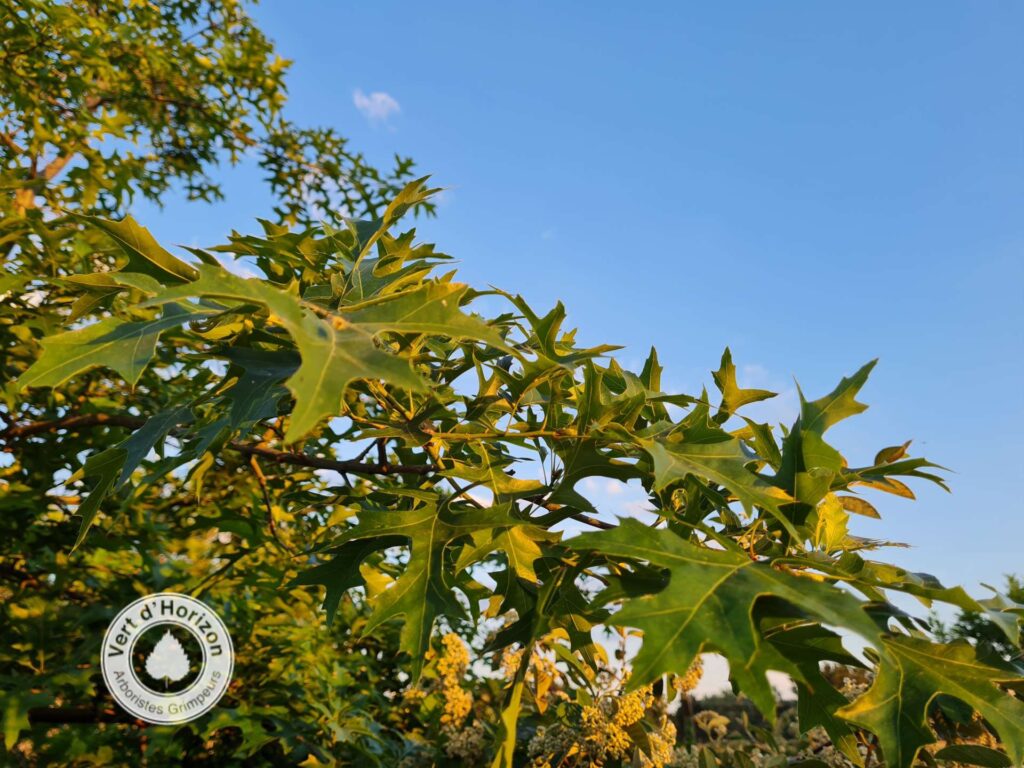 elagage-abattage-guerande-la-baule-piriac-mesquer-la-turballe-le-croisic-pornichet-le-pouliguen-taille-des-arbres-vert-dhorizon-6