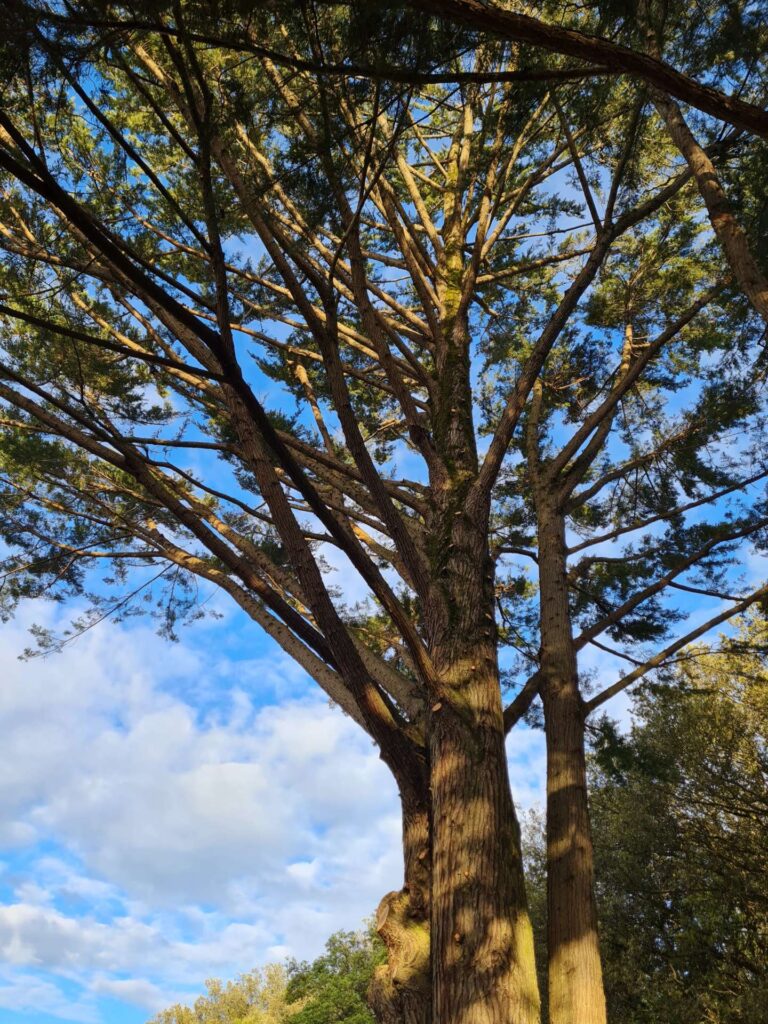 elagage-abattage-piriac-guerande-la-baule-pornichet-la-turballe-mesquer-taille-des-arbre-5