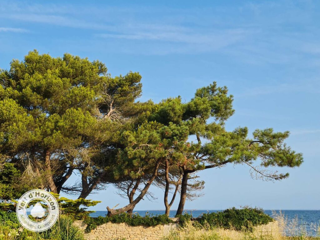 elagage abattage arboriste grimpeur vert d horizon piriac guerande la baule saint-nazaire pornichet le pouliguen le croisic 6
