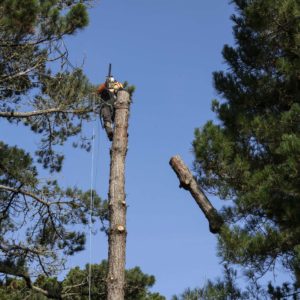 elagage abattage arboriste grimpeur piriac la baule mequer la turballe le pouliguen pornichet saint nazaire 10