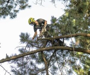 Arboriste grimpeur analysant la structure d'un arbre à Piriac-sur-Mer
