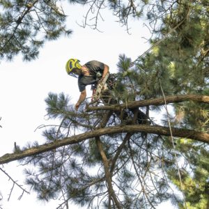 elagage abattage arboriste grimpeur piriac la baule mequer la turballe le pouliguen pornichet saint nazaire 13