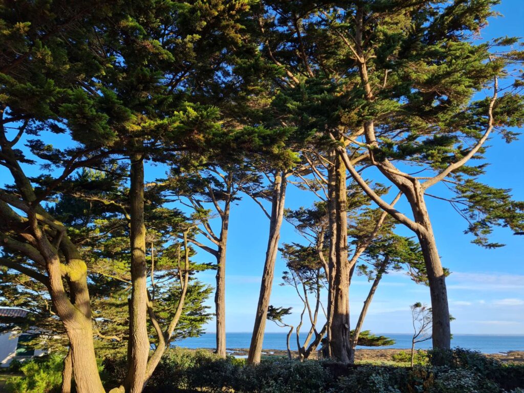 elagage abattage arboriste grimpeur piriac la baule mequer la turballe le pouliguen pornichet saint nazaire 15