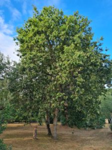 elagage abattage arboriste grimpeur piriac la baule mequer la turballe le pouliguen pornichet saint nazaire 3