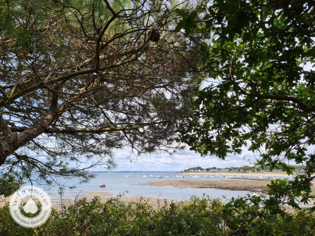 elagage abattage guerand la baule mesquer la turballe arboristes grimpeurs vert d'horizon 1