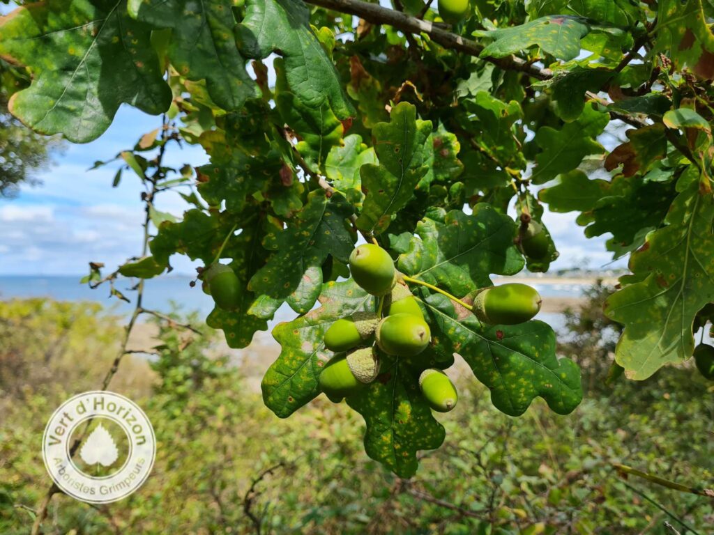 Elagage abattage guerande la baule pornichet la turballe le pouliguen piriac mesquer arboriste grimpeur vert d horizon2