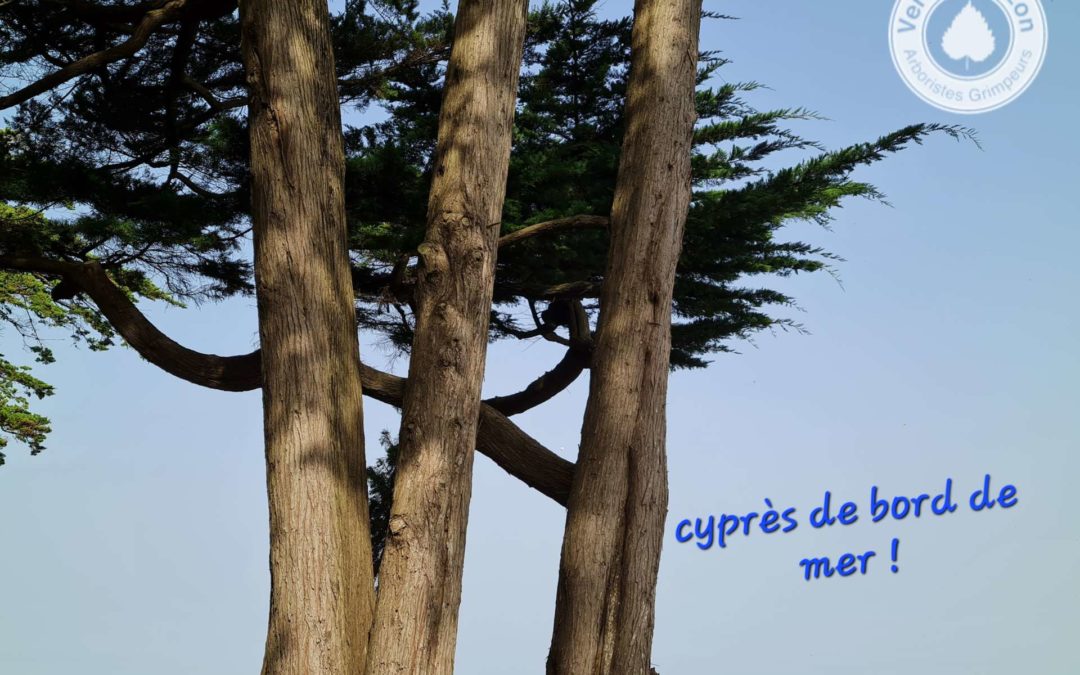 Observation des arbres et des arboristes grimpeurs