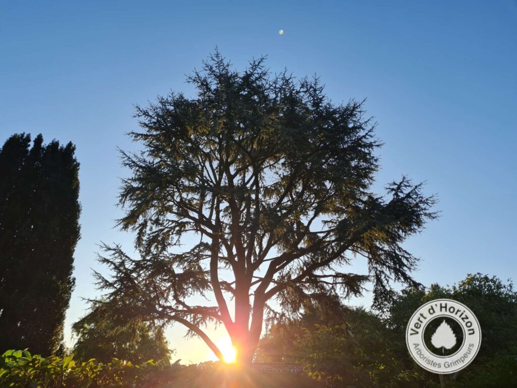 elagage abattage guerande piriac la baule mesquer la turballe le pouliguen pronichet arboristes grimpeurs vert d horizon 3