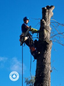 elagage abattage guerande arboriste grimpeur piriac la turbale la baule 2