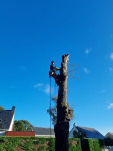 elagage abattage guerande arboriste grimpeur piriac la turbale la baule 3