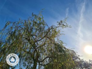 elagage abattage grmpeur arbre guerande la baule la turballe le pouliguen piriac mesquer 3