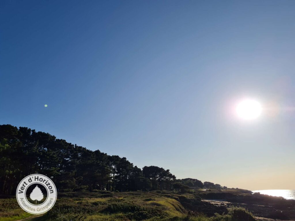 elagage abattage guerande la baule piriac la turballe vert dhorizon 1