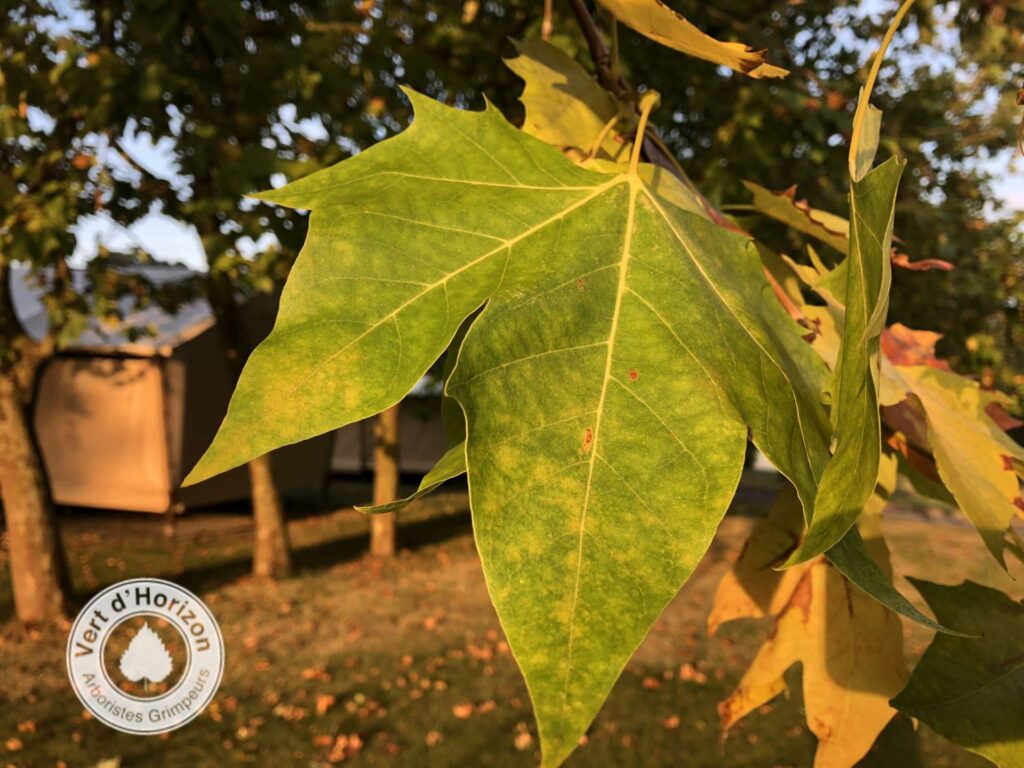 elagage abattage guerande la baule piriac mesquer la turballe pornichet 4