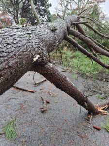 tempete elagage abattage guerande la baule piriac mes suer la turballe le croisic 2