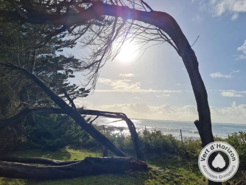 tempete elagage abattage guerande la baule piriac mes suer la turballe le croisic 3