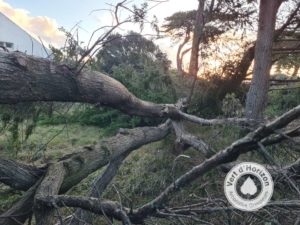 tempete elagage abattage guerande la baule piriac mes suer la turballe le croisic 5