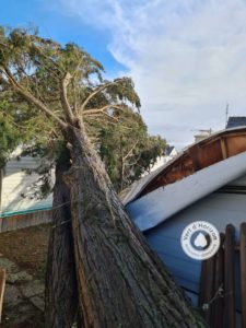 tempete elagage abattage guerande la baule piriac mes suer la turballe le croisic 6