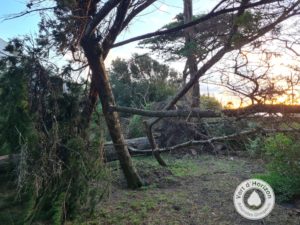 tempete elagage abattage guerande la baule piriac mes suer la turballe le croisic 7