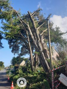 Elagage abattage arboriste grimpeur guerande la baule piriac la turballe mesquer le pouliguen 4