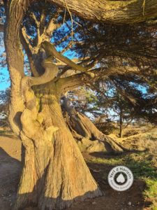 Elagage abattage arboristes grimpeurs vert d'horizon pirac la turballe la baule guérande mesquer 1