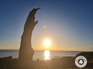 Elagage abattage arboristes grimpeurs vert d'horizon pirac la turballe la baule guérande mesquer 4