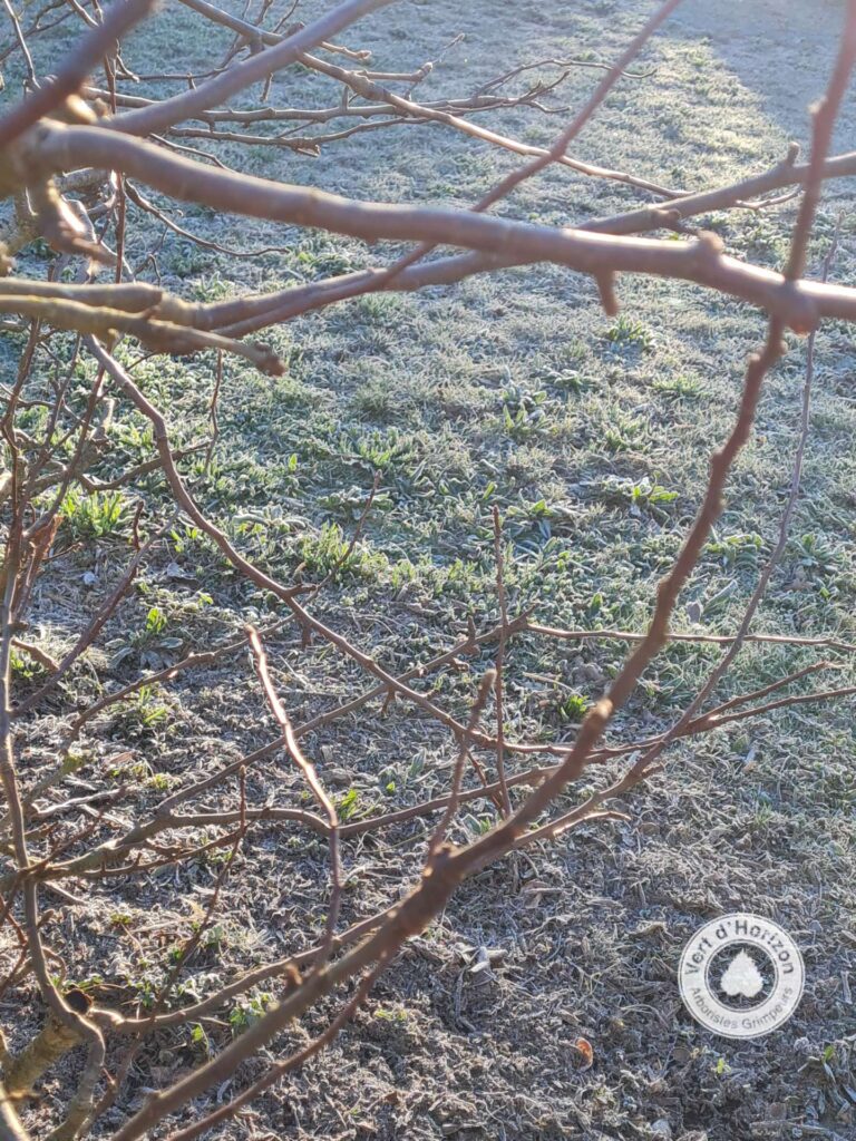 elagage abattage taille mesquer quimiac piriac la turballe la abuale guérande pornichet vert d horizon 6