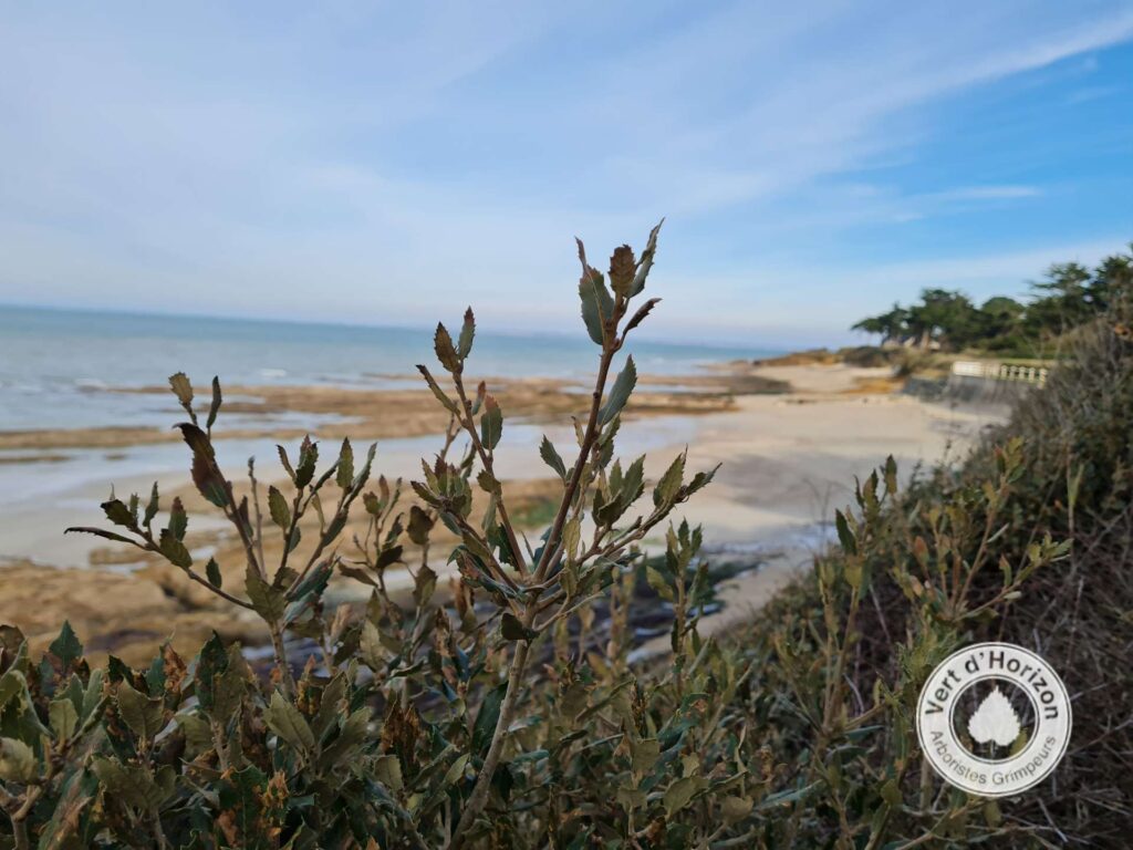 elagage abattage guerande la baule piriac mesquer saint nazaire 3