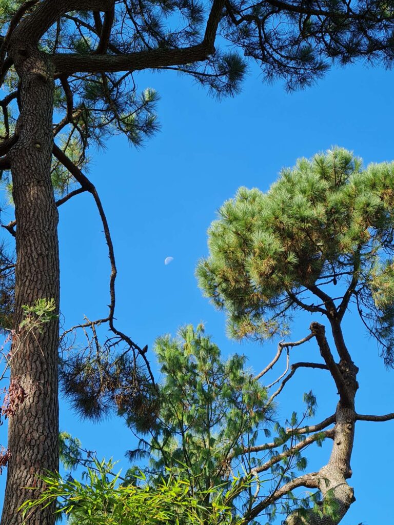 élagage abattage guérande la baule pornichet piriac la turballe le croisic saint nazaire vert d'horizon 1